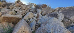 Dudleya arizonica