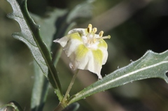 Chamaesaracha coronopus