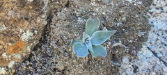 Dudleya arizonica
