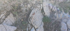 Dudleya arizonica