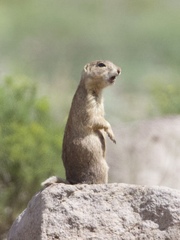Cynomys gunnisoni
