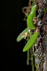 Bulbophyllum shepherdii