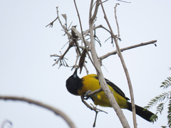 Icterus graduacauda