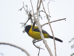 Icterus graduacauda