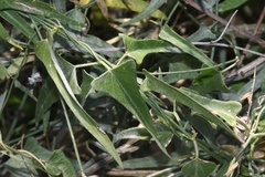 Funastrum cynanchoides