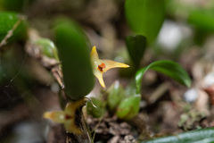 Bulbophyllum shepherdii