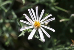 Chaetopappa ericoides