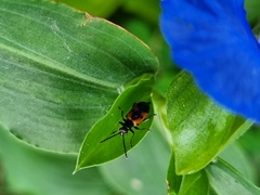 Neolema dorsalis orbignyi