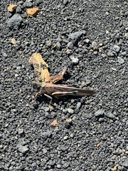 Schistocerca melanocera