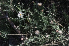 Chaetopappa ericoides