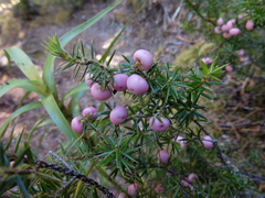 Leptecophylla juniperina