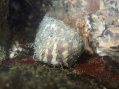 Austrocochlea porcata