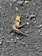 Schistocerca melanocera