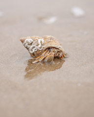 Pagurus bernhardus
