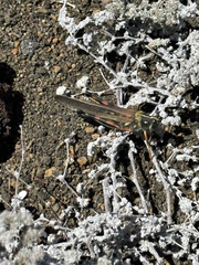 Schistocerca melanocera