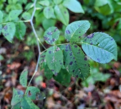 Rosa multiflora