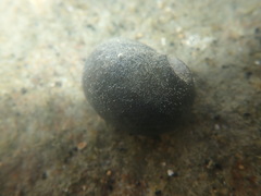 Nerita melanotragus