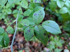 Rosa multiflora
