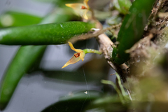 Bulbophyllum shepherdii