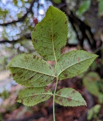 Rosa multiflora