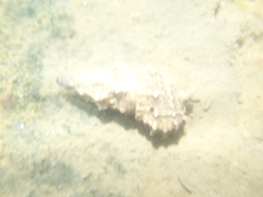 Cerithium columna
