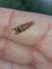 Ceroxys hortulana
