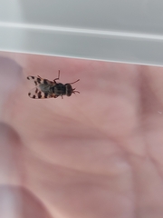 Ceroxys hortulana