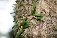 Bulbophyllum shepherdii