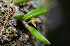 Bulbophyllum shepherdii