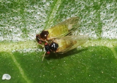 Calophya minuta