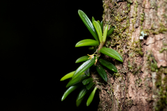 Bulbophyllum shepherdii
