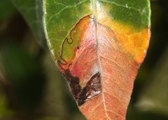 Stigmella prunifoliella