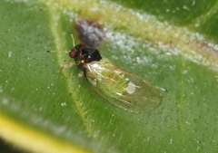 Calophya minuta