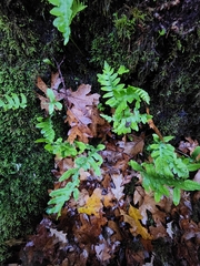 Polypodium calirhiza