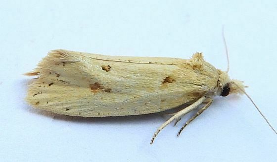 Two-spotted Aethes