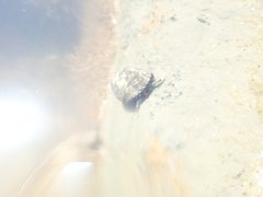 Clibanarius virescens