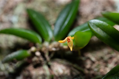 Bulbophyllum shepherdii
