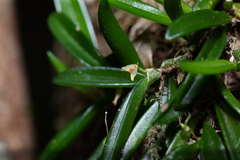 Bulbophyllum shepherdii