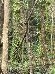 Syngonium macrophyllum