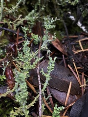 Cladonia furcata
