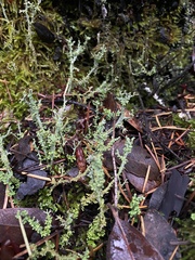 Cladonia furcata