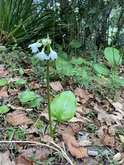 Proiphys cunninghamii