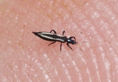 Aeolothrips