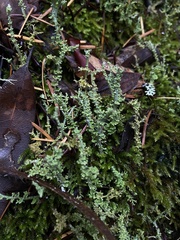 Cladonia furcata