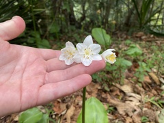 Proiphys cunninghamii