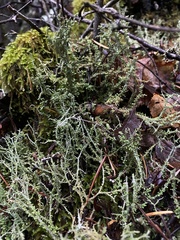 Cladonia furcata