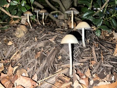 Parasola conopilea