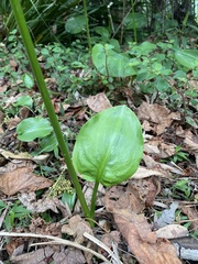 Proiphys cunninghamii