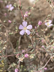 Frankenia pauciflora