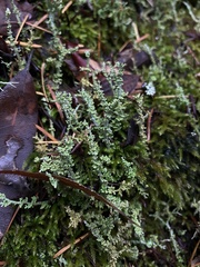 Cladonia furcata